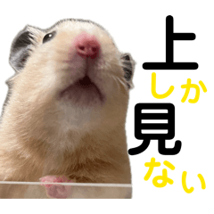 キンクマハムの日常会話2