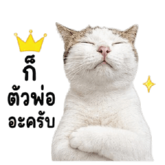 Khao the Fat Cat
