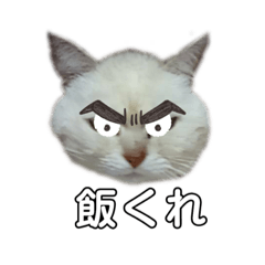 ねこにらくがき