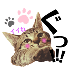 大好きな愛猫ペカたん 日常編