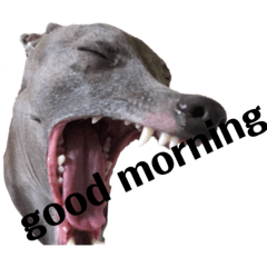 イタグレ の1日