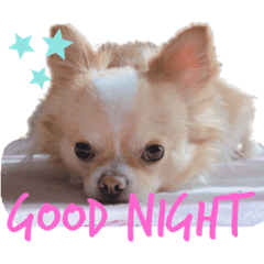 ラブドック　アレスター