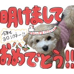 うちのチロたん