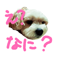 愛犬メイの日常2