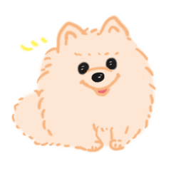 ポメラニアンのチョコちゃん