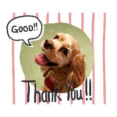 アメリカンコッカースパニエル がく(GACK)