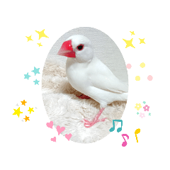 しろ文鳥のしろぴっぴ