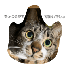 ねこのきもち。 (ちゃくら♀)