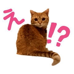 マンチカン　すもも