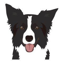 Cool border collies
