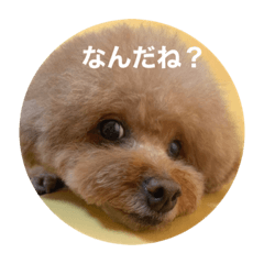 見つめるプードル