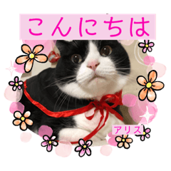 アリスちゃんとなかまたち