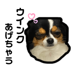 大好きすぎていつもおこられる大好き愛犬