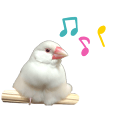 かわいい文鳥のスタンプ