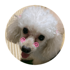 トイプードルのルナちゃんスタンプ♡