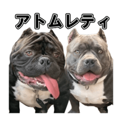 アメリカンブリー アトム&レティ