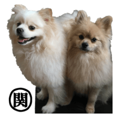 ポメラニアンレオとマックス4&#39;関&#39;専用