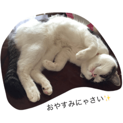 目ヂカラ猫のくー 2