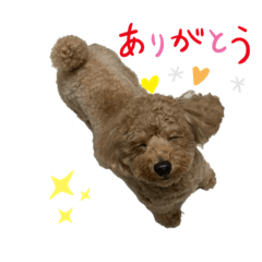 チップはトイプー