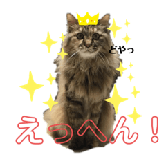 ねこのちこちゃん(びびりちゃん)②