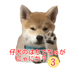 柴犬 はち 幼い頃のつぶやき 3