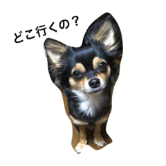 チワワちょこちゃん