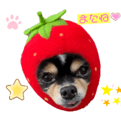 チワワのROCKちゃん