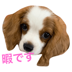 キャバリアれおん