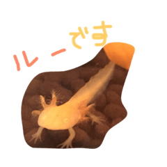 ウーパールーパーのルー