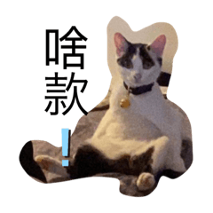 Shelly_20210528142644