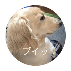 ダックスフンドと黒猫