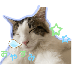 我が家の猫達 シフォン