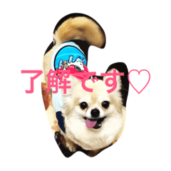 チワワののんちゃん