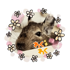 でぐーのまめた１