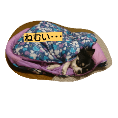 チワワ レオくん