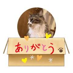 猫たちの服スタンプ