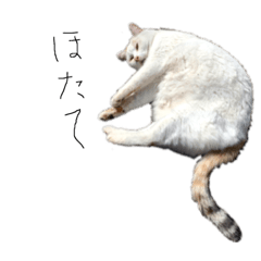 ネコのホタテだよ