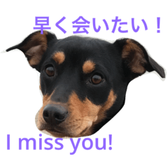 おしゃべりワン子：スウィート・プリンセス