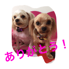 ヨーキー兄弟 ２