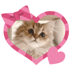 Persian Cat Emma Stickers