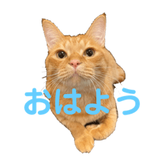 茶トラ猫の金太郎