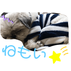 シーズーすきぴ