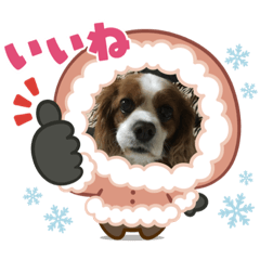 毎日キャバリア茶豆さん❶