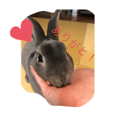 なんかよーわからんうさぎ1