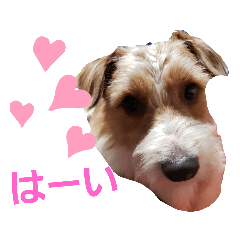 ジャックラッセルいつも元気なてっちゃん