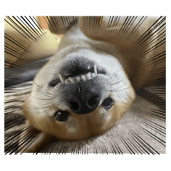 柴犬小梅ちゃん！