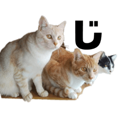 猫の仲良し兄妹