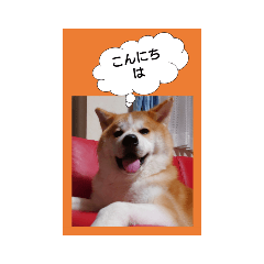 秋田犬の容堂様