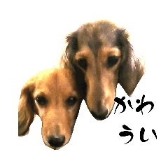 ミニチュアダックス  ジェシーとはなこ