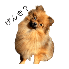 ポメラニアンのポテト♡